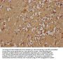 GNG2 Antibody