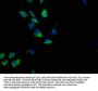 GNG2 Antibody