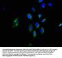 GNGT2 Antibody