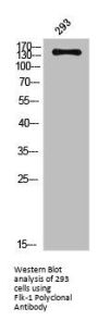 KDR Antibody