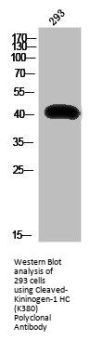 Cleaved-KNG1 (K380) Antibody