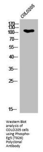 Phospho-KIF11 (T926) Antibody