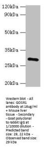GOSR1 Antibody