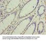 GOSR1 Antibody