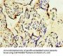 GOSR1 Antibody