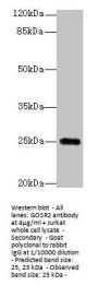 GOSR2 Antibody