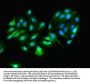 Rabbit anti-human Aspartate aminotransferase, cytoplasmic polyclonal Antibody