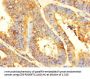 GPD2 Antibody