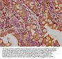 GPN3 Antibody