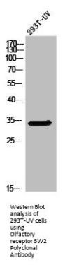 OR5W2 Antibody