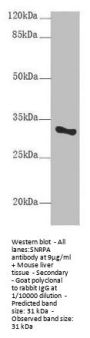 SNRPA Antibody