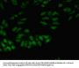 SNRPA Antibody