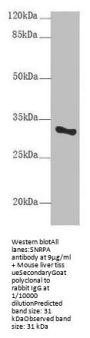 SNRPA Antibody