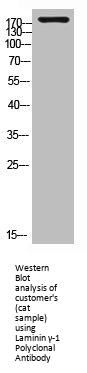 LAMC1 Antibody