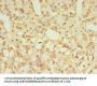 GPR3 Antibody