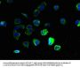 GPR3 Antibody