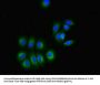 GPR3 Antibody