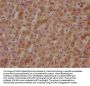 GPR37 Antibody