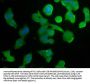 GPR37 Antibody