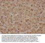 GPR37 Antibody