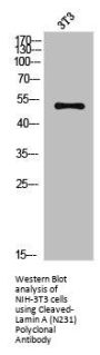 Cleaved-LMNA (N231) Antibody