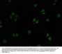 GPRIN2 Antibody