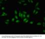 GPS2 Antibody