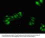 GPX2 Antibody