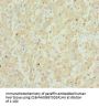 GPX5 Antibody