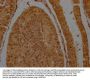 GRAP2 Antibody