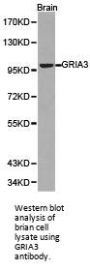 GRIA3 Antibody