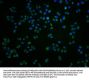 GRK7 Antibody