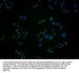 GRK7 Antibody