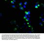 GRM6 Antibody