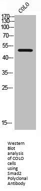 SMAD2 Antibody