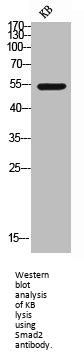 SMAD2 Antibody