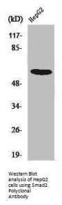 SMAD2 Antibody