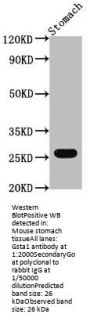 Gsta1 Antibody
