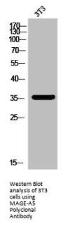 MAGEA5 Antibody