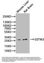 GSTM3 Antibody