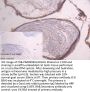 GSTM3 Antibody
