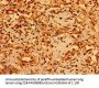 GSX1 Antibody