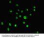 GTF2H5 Antibody