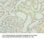 GZMH Antibody