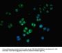 GZMH Antibody