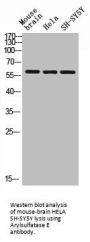 ARSE Antibody