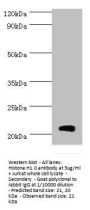 H1F0 Antibody