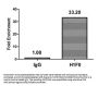 Mono-methyl-H1F0 (K81) Antibody