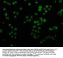 H1F0 (Ab-81) Antibody