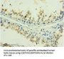 H2AFX Antibody